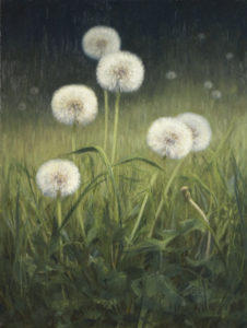 Dandelions