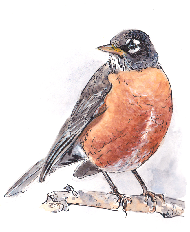 Robin watercolor and ink