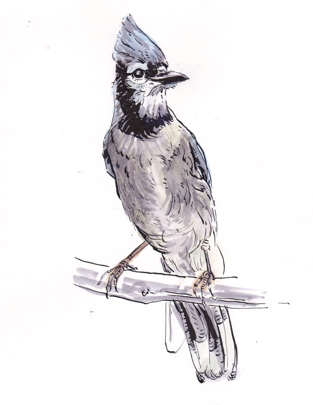 Blue Jay in ink and watercolor
