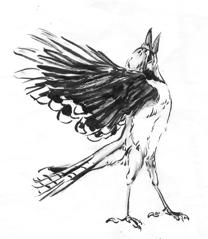 Blue Jay ink sketch