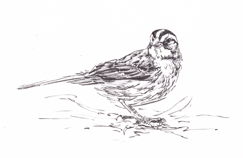 White throated sparrow in ink