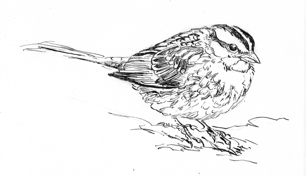 white throated sparrow in ink