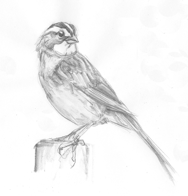 white throated sparrow graphite